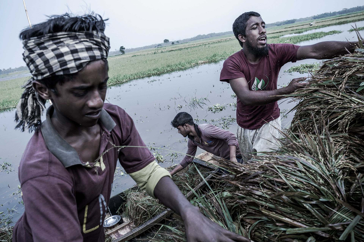 Villagers try to salvage paddy crop from fields that have been inundated by floods. Photo: Supratim Bhattacharjee 